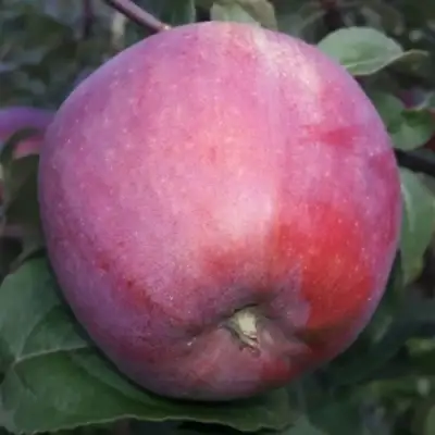 Яблоня ЗОРКА в Барановичах