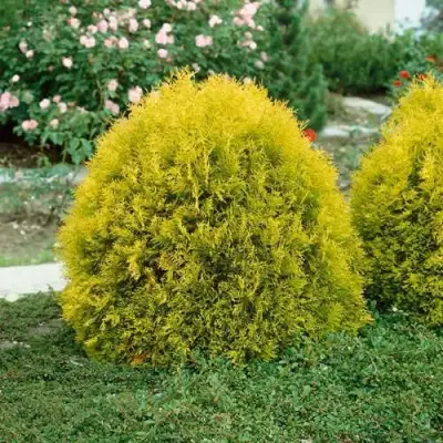 Туя РЕЙНГОЛД западная в Барановичах