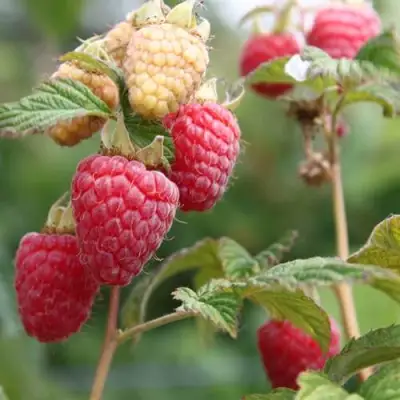 Малина МОЛЛИНГ ДЖУНО в Барановичах