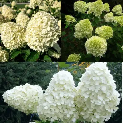 Комплект НЕЖНЫЙ КАПУЧИНО в Барановичах