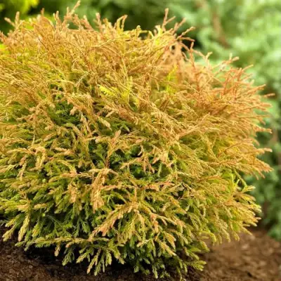 Туя ГОЛДЕН ТАФФЕТ западная в Барановичах