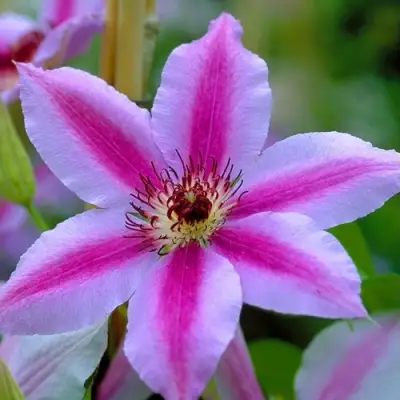 Клематис НЕЛЛИ МОЗЕР в Барановичах