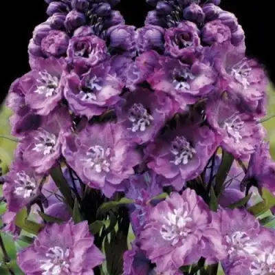 Дельфиниум ДЕЛЬФИС ПИНК ПАУЭ высокий в Барановичах