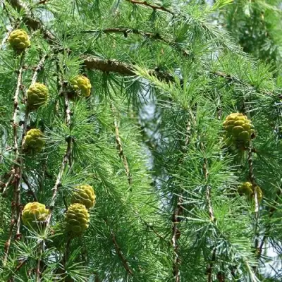 Лиственница КЕМПФЕРА в Барановичах