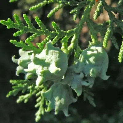 Туя восточная в Барановичах