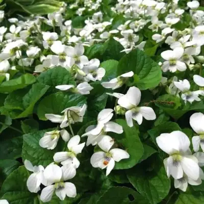 Фиалка АЛЬБИФЛОРА сестринская в Барановичах