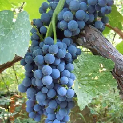 Виноград ВЕНУС в Барановичах