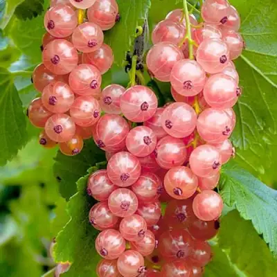 Смородина белая ПРЫГАЖУНЯ (РОЗОВАЯ) в Барановичах