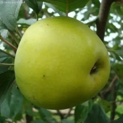 Яблоня КОШТЕЛЯ в Барановичах