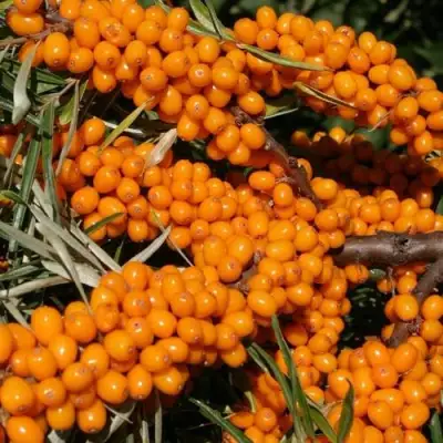 Облепиха АЛТАЙСКАЯ в Барановичах