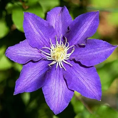 Клематис ЗЕ ПРЕЗИДЕНТ в Барановичах