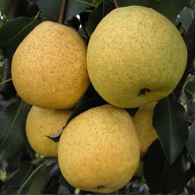 Груша ВЕЛИКАЯ ЛЕТНЯЯ (БОЛЬШАЯ ЛЕТНЯЯ) в Барановичах