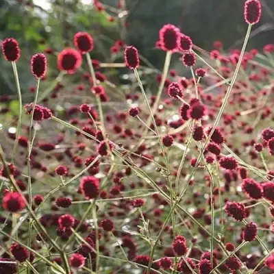 Кровохлебка ЧОКОЛАТ ТИП в Барановичах