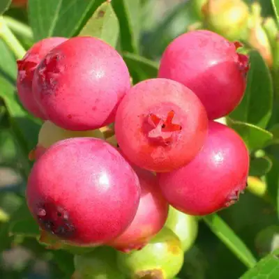 Голубика ПИНК ЛИМОНАД в Барановичах