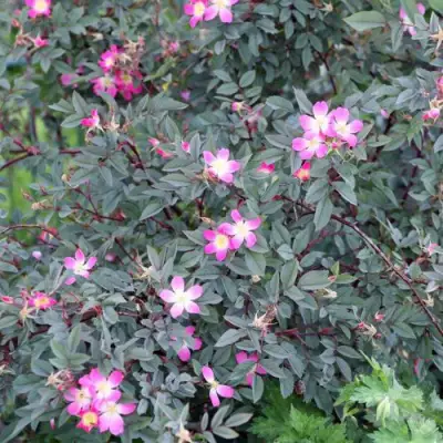 Роза сизая в Барановичах