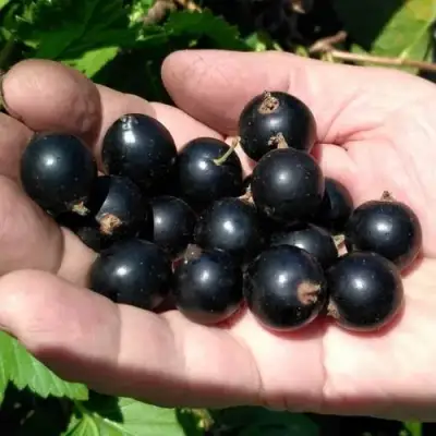 Смородина черная ЧЕРНООКАЯ в Барановичах