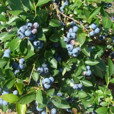 Голубика БЛЮЭТТА в Барановичах