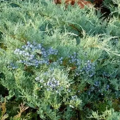 Можжевельник ГРЕЙ ОУЛ виргинский  в Барановичах