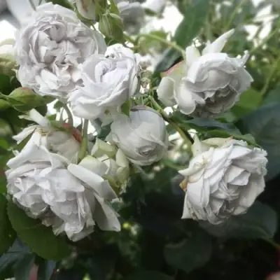 саженцы розы гризелис