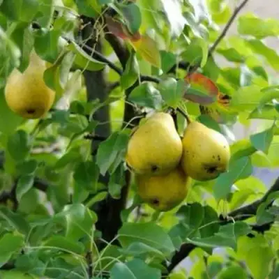 Груша ВИЛИЯ в Барановичах