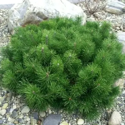 Сосна горная МУГУС в Барановичах