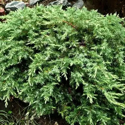 Можжевельник ШЛЯГЕР прибрежный в Барановичах