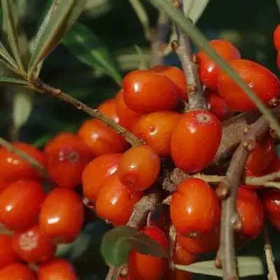 Облепиха ВОРОБЬЕВСКАЯ в Барановичах