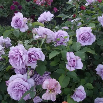 Роза ЛАВ СОНГ флорибунда в Барановичах