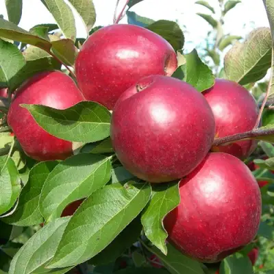 Яблоня КОВАЛЕНКОВСКОЕ в Барановичах