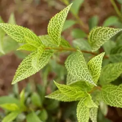 Форзиция КАМСОН промежуточная в Барановичах