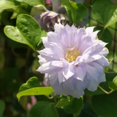 Клематис БЕЛЬ ОФ ВОРКИНГ в Барановичах