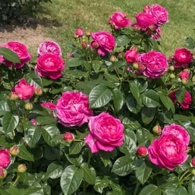 Роза АНУШКА чайно-гибридная в Барановичах