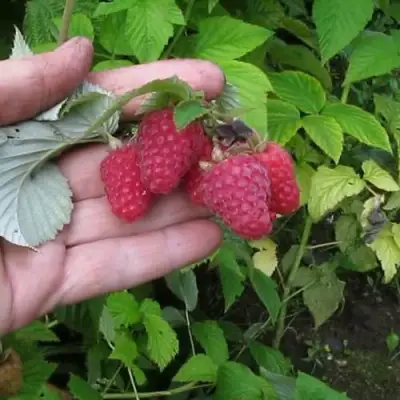 Малина КОРПИКО в Барановичах