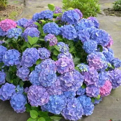 Гортензия БОДЕНСИ крупнолистная в Барановичах