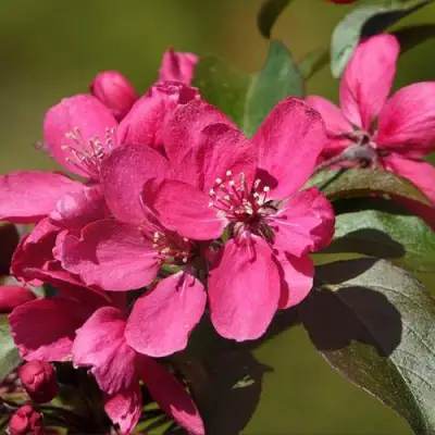 Яблоня НЕДЗВЕЦКОГО в Барановичах