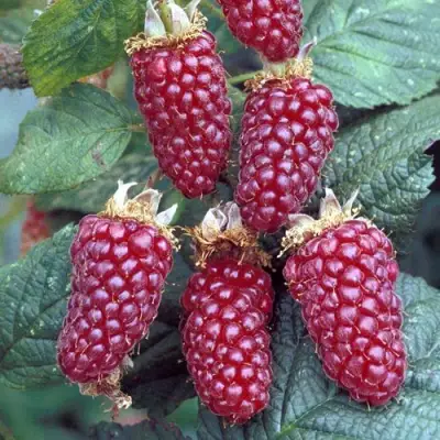 Ежемалина ТАЙБЕРРИ в Барановичах