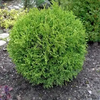 Туя ХОЗЕРИ западная в Барановичах