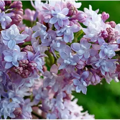 Сирень ПАМЯТЬ О ВАВИЛОВЕ в Барановичах