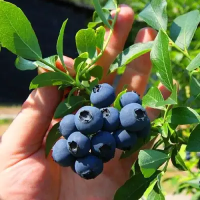 Голубика НОРТ КАНТРИ в Барановичах