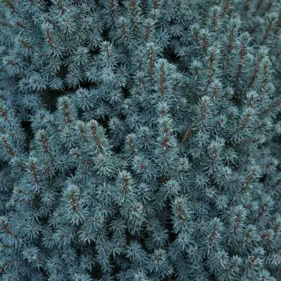 Ель САНДЕРС БЛЮ канадская в Барановичах