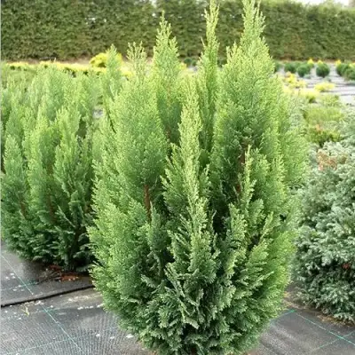 Кипарисовик ЭЛВУДИ ЭМПАЙР лавсона в Барановичах