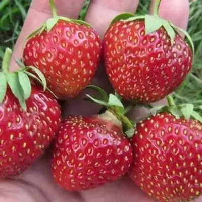 Клубника ВИМА ЗАНТА в Барановичах