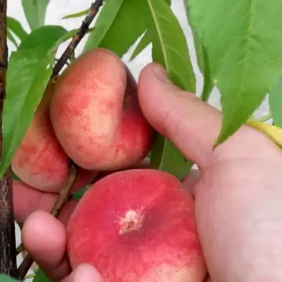 Персик САТУРН ИНЖИРНЫЙ в Барановичах