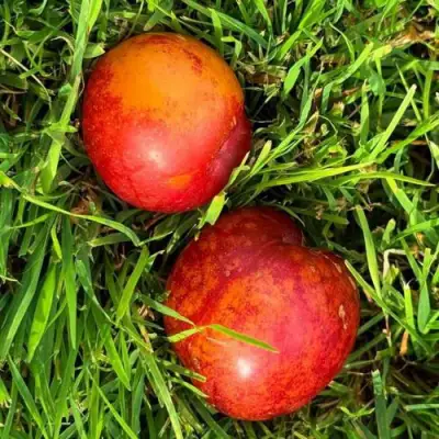 Шарафуга НЕКТАРИННАЯ в Барановичах