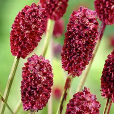 Кровохлебка ТАННА лекарственная в Барановичах