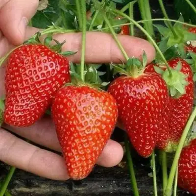 Клубника АЛЬБА в Барановичах