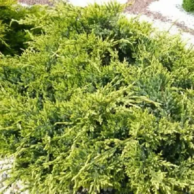 Можжевельник ГОЛД СТАР средний в Барановичах