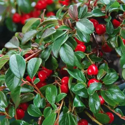 Кизильник Даммера в Барановичах