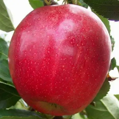 Яблоня ГАЛА МАСТ в Барановичах