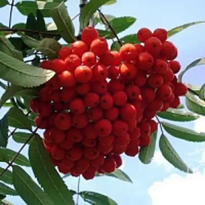 Рябина САХАРНАЯ ПЕТРОВА сладкоплодная в Барановичах